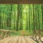 Foto tapetas Woodland Forest
